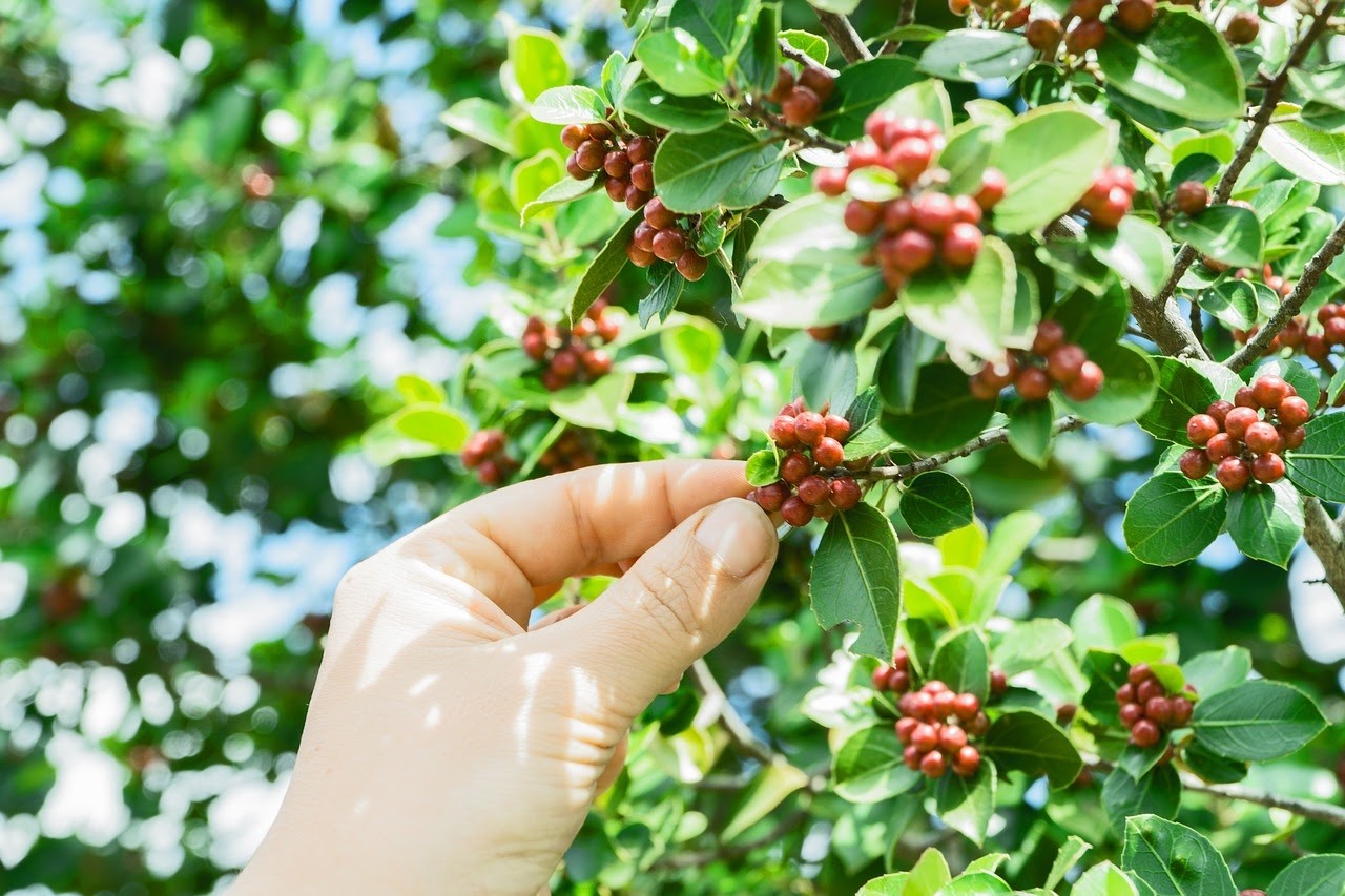 Cà phê Robusta ngon