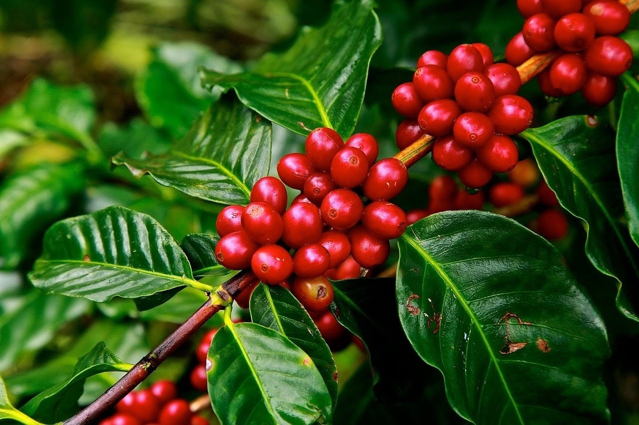 Cà phê Robusta