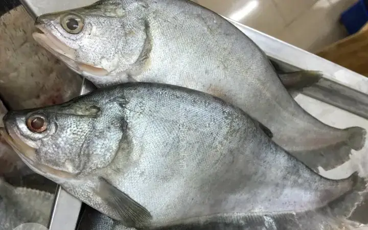 Bún Chả Cá Ông Tạ: Đặc Sản Chả Cá Thác Lác Ngon Nhất Miền Tây