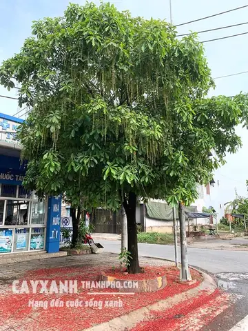 Cà Phê Cây Lộc Vừng