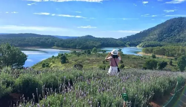 Hoa Lavender Đà Lạt: Thời Điểm Nở Rộ Và Kinh Nghiệm Tham Quan Chi Tiết
