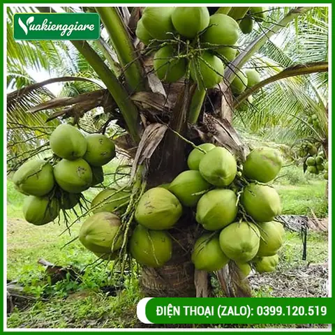 Bán Dừa Dứa Tại Tphcm