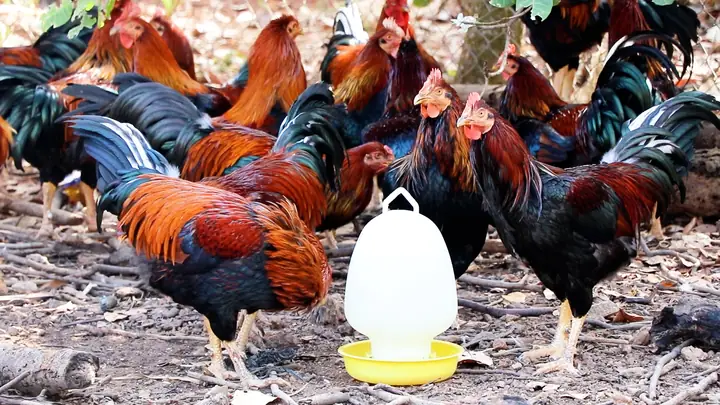 Bán Gà Trống Thiến Tp Hcm