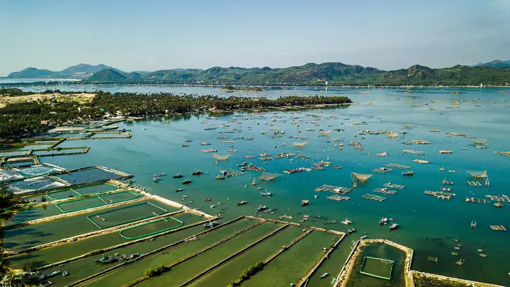 Bánh Tráng Dừa Phú Yên: Hướng Dẫn Chi Tiết Công Thức Truyền Thống