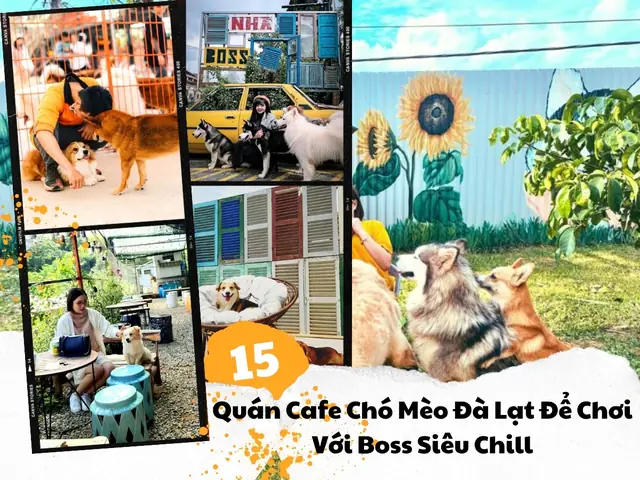 Top 15 Quán Cafe Chó Mèo Đà Lạt Tốt Nhất: Đánh Giá Chi Tiết & Trải Nghiệm Thực Tế