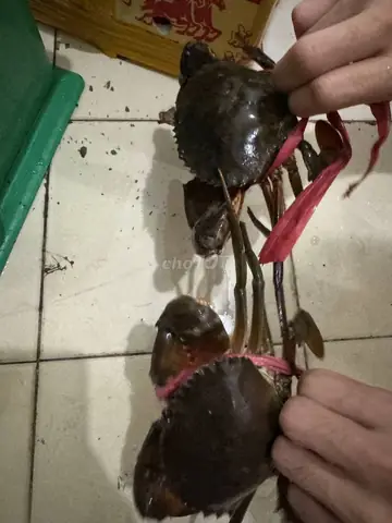 Cua Năm Căn Bình Tân
