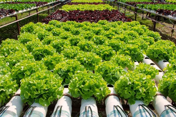 Cung Cấp Rau Sạch Đà Lạt