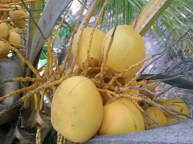 Dừa Tam Quan Bến Tre: Đặc Sản Vàng Của Miền Tây, Bí Quyết Chọn Mua & Ứng Dụng Thực Tế