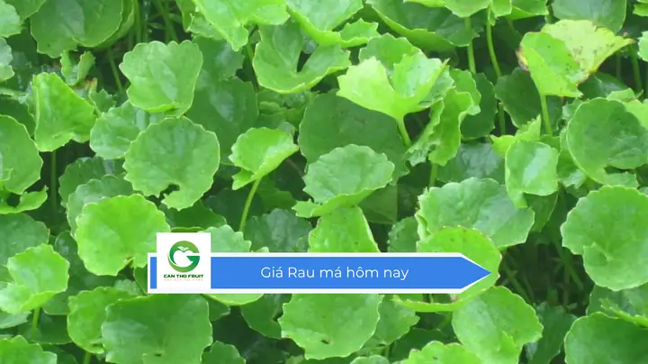 Giá Rau Má Hôm Nay: Cập Nhật Biến Động & Mẹo Mua Bán Thông Minh