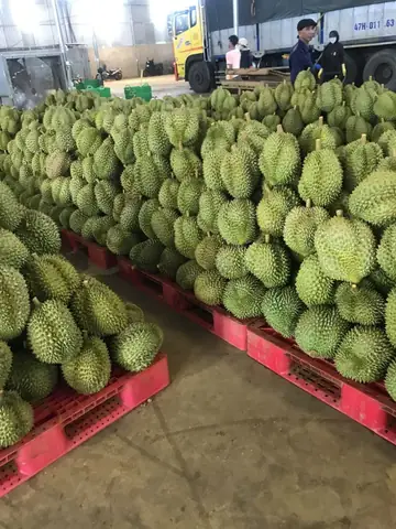 Giá Sầu Riêng Sài Gòn