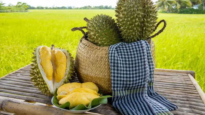 Giá Sầu Riêng Tại Hải Phòng