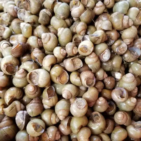 Hình Ảnh Con Ốc Gạo