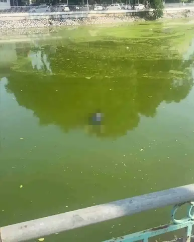 Hồ Quần Ngựa Hải Phòng