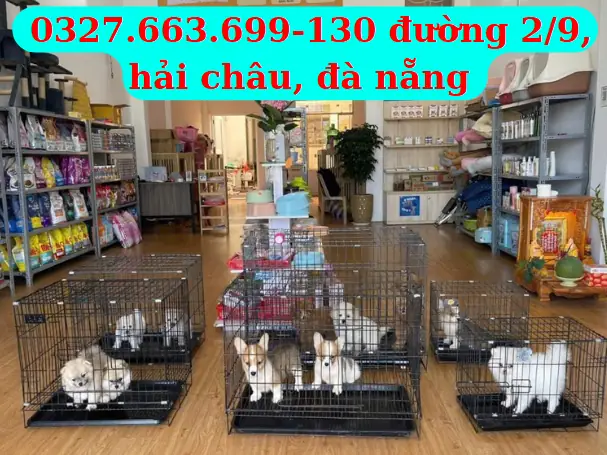Mua Bán Thú Cưng Đà Nẵng