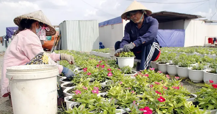 Top 7 Địa Điểm Mua Hoa Tết Uy Tín Nhất Tại Sài Gòn