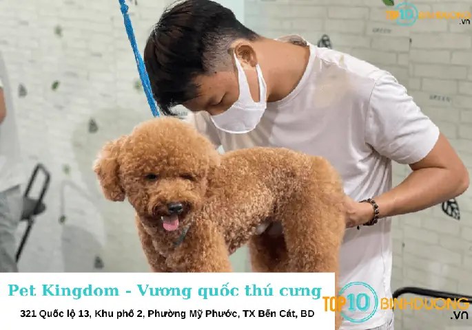 Top 5 Shop Chó Cảnh Uy Tín Tại Bình Dương: Đánh Giá Chi Tiết & Bảng So Sánh