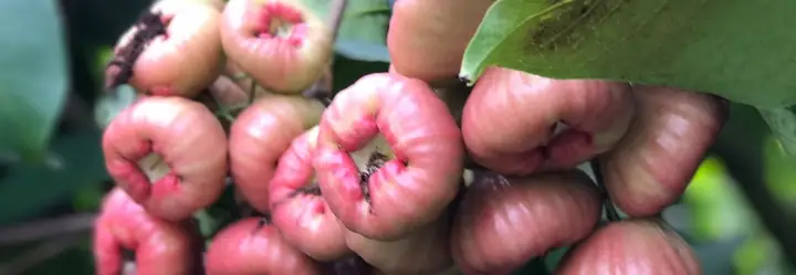 Top 9 Trái Cây Đặc Sản Cần Thơ: Ăn Là Ghiền, Mua Về Làm Quà Cực Ngon