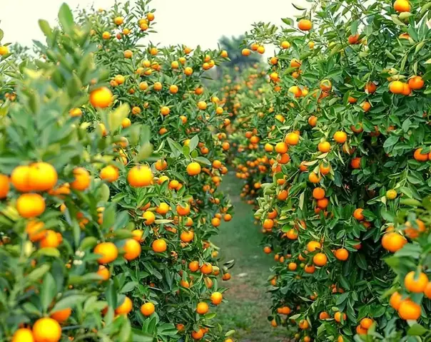 Đánh Giá Vườn Trái Cây Hồng Vân Bình Dương: Trải Nghiệm Thực Tế Có Đáng Đến?