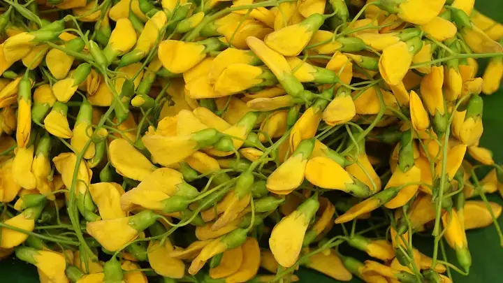 Bầu Ăn Bông Điên Điển Được Không