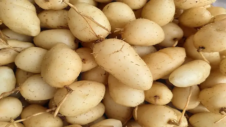 Bầu Ăn Củ Lùn Được Không