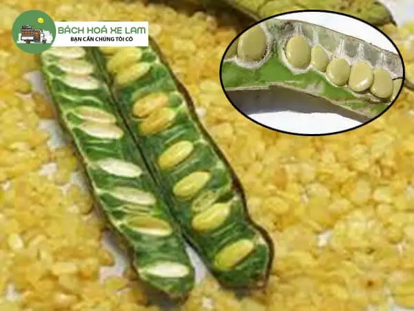 Bồ Mễ Có Tác Dụng Gì