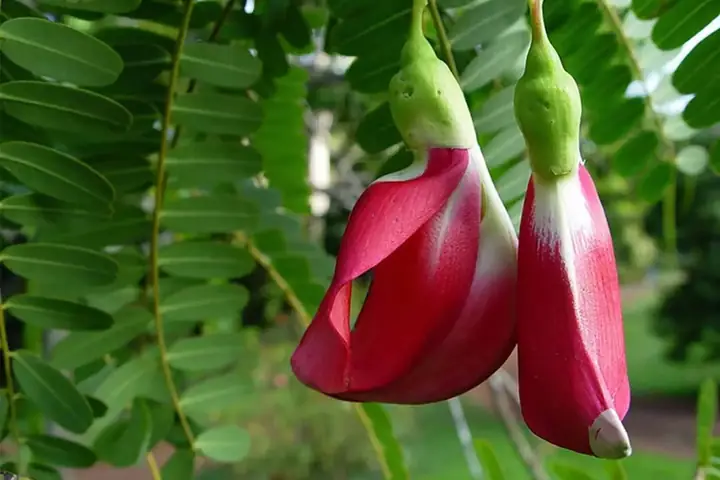 Bông So Đũa Có Tác Dụng Gì