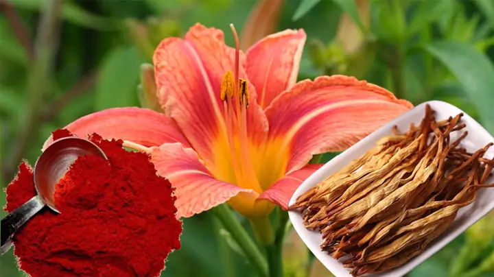 Bột Hoa Hiên Là Gì