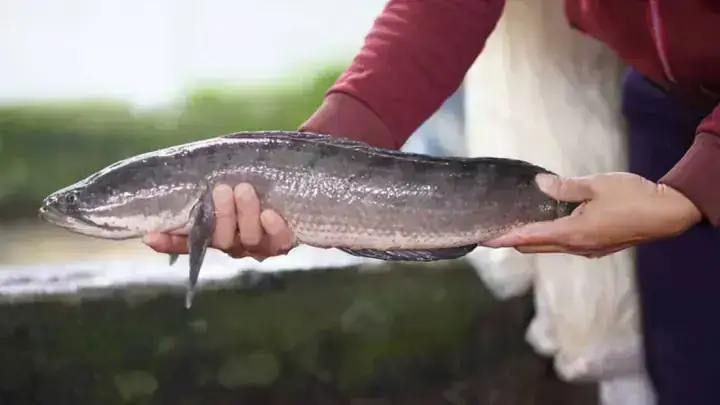 Cá Cầy Làm Món Gì Ngon