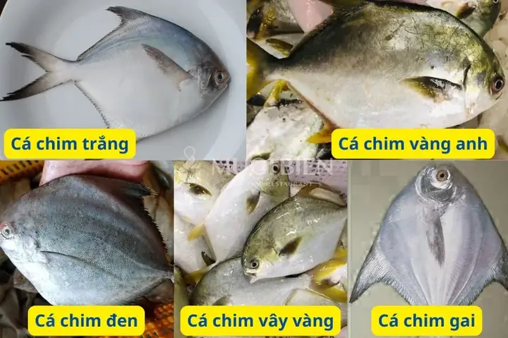 Cá Chim Biển Loại Nào Ngon Nhất