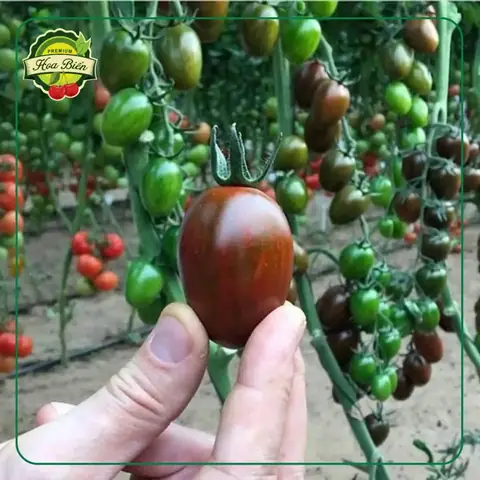 Cà Chua Socola Có Tốt Không Cà Chua Socola Có Tốt Không