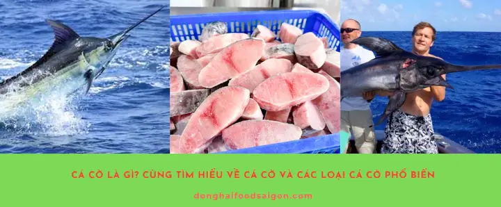 Cá Cờ Là Cá Gì