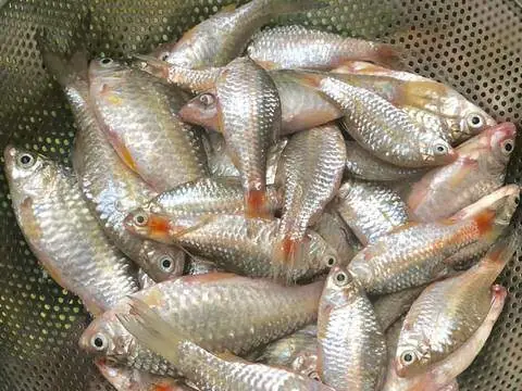 Cá Dầm Là Cá Gì