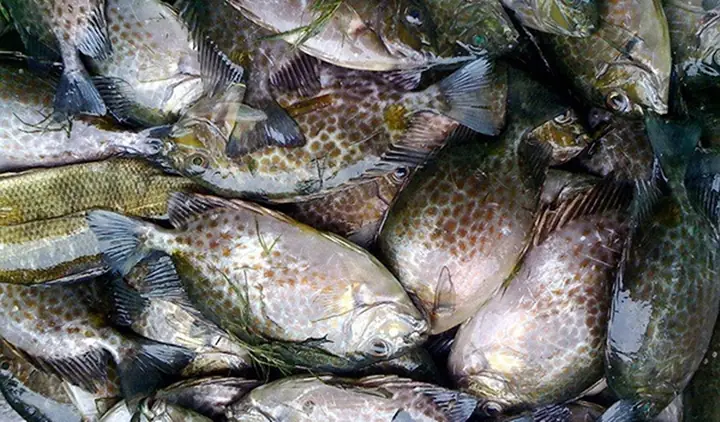 Cá Dìa Bao Nhiêu Tiền 1kg