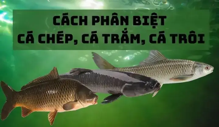 Cá Gáy Và Cá Chép