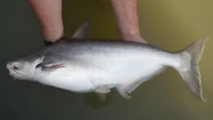 Cá Hú Bao Nhiêu 1kg