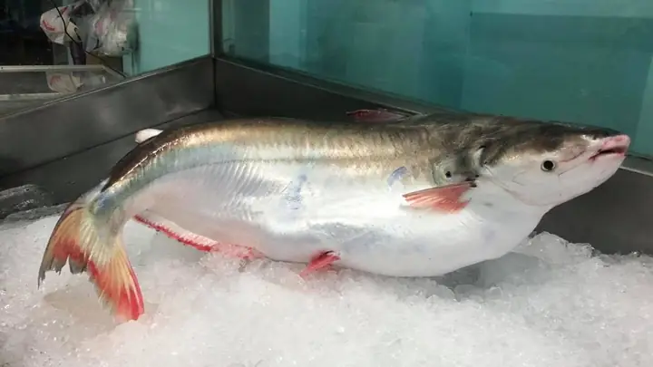 Cá Hú Bao Nhiêu Calo