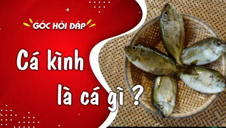 Cá Kình Là Cá Gì