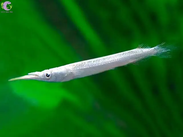 Cá Lìm Kìm Nước Ngọt
