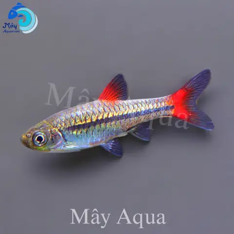 Cá Lòng Tong Đuôi Đỏ