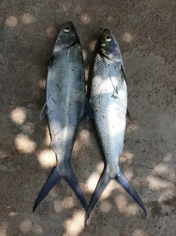 Cá Măng Giá Bao Nhiêu