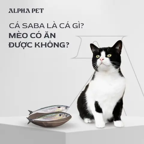 Cá Mèo Là Cá Gì