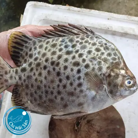Cá Nâu Bao Nhiêu 1kg