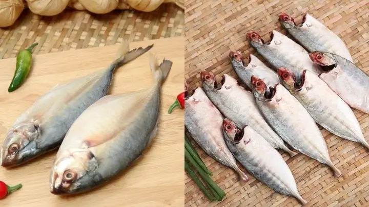 Cá Ngân Và Cá Bạc Má