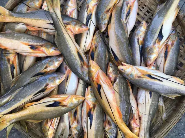 Cá Phèn Có Mấy Loại