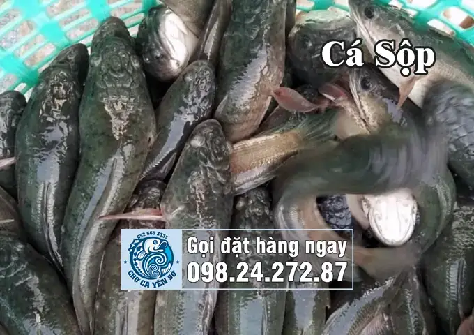 Cá Quả Và Cá Sộp