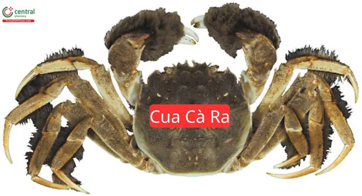 Cà Ra Là Con Gì