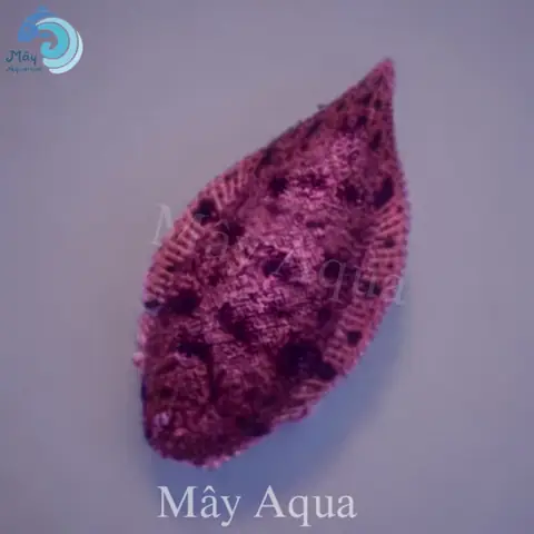 Cá Thờn Bơn Nước Ngọt
