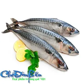 Cá Thu Tiếng Anh Là Gì