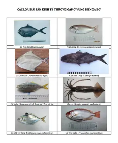 Các Loại Cá Biển Gần Bờ