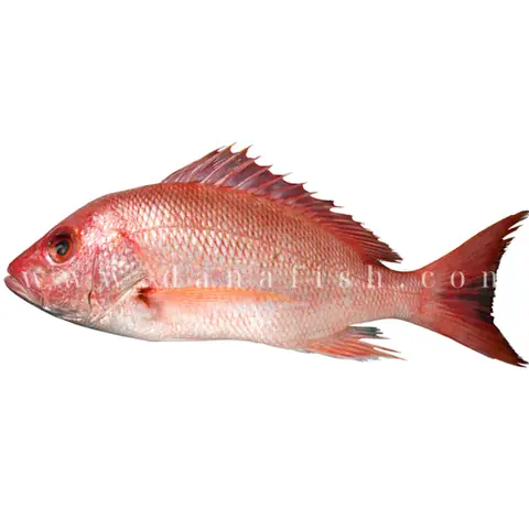 Các Loại Cá Biển Màu Hồng